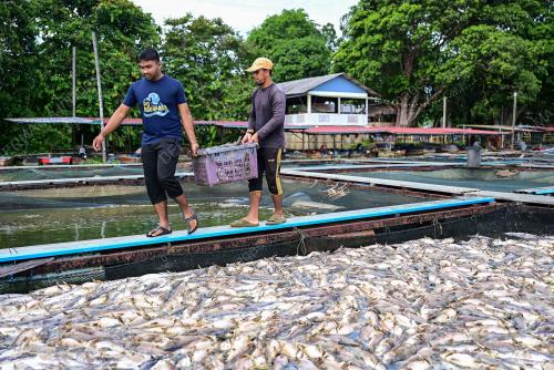 IKAN BAUNG MATI