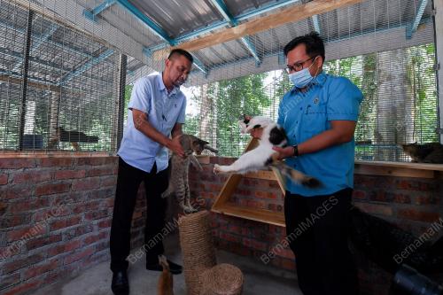 TAMAN KUCING DUNGUN