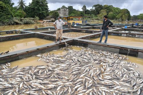 IKAN AIR TAWAR MATI