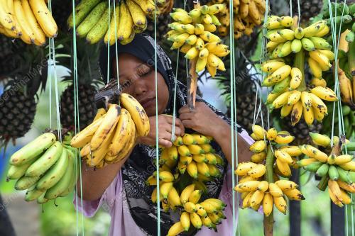 PENIAGA PISANG