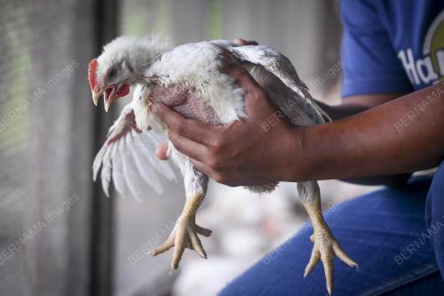 PENTERNAK AYAM