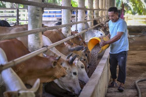 LEMBU KORBAN