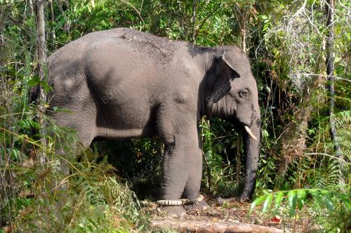 GAJAH