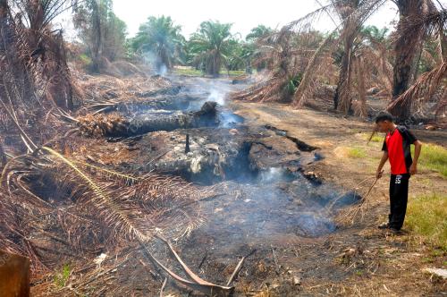 SAWIT TERBAKAR