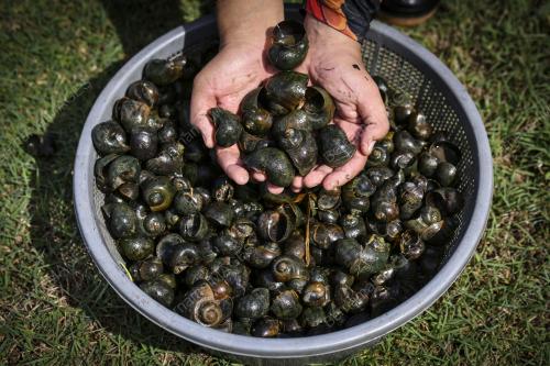 MENCARI SIPUT GONDANG