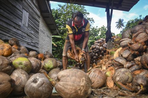 REZEKI BUAH KELAPA