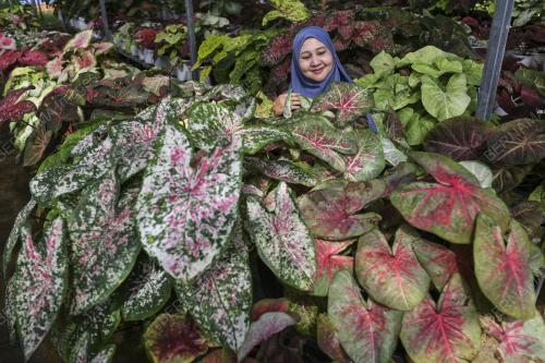 POKOK KELADI