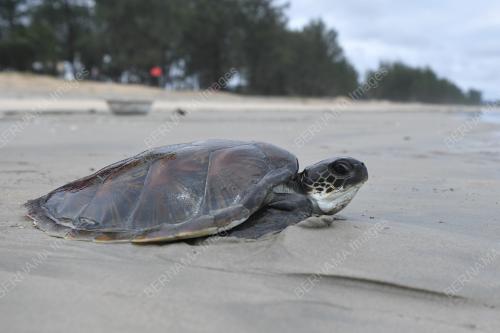 PENYU AGAR BETINA TERDAMPAR DI PANTAI