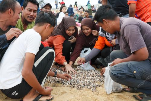 KERANG TERDAMPAR DI PANTAI