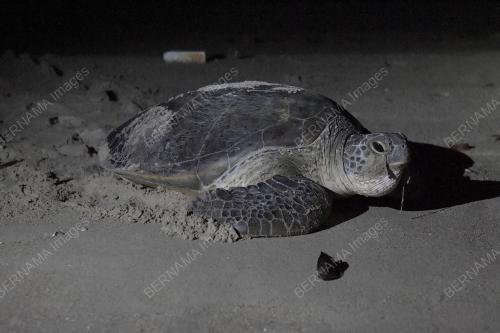 TR14_17082021_PENYU_TERENGGANU