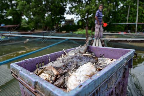 IKAN BAUNG MATI