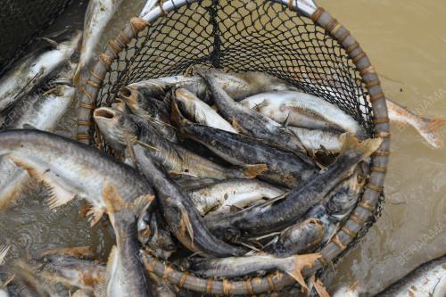 IKAN AIR TAWAR MATI