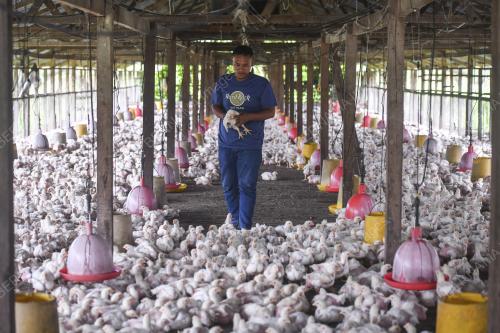 PENTERNAK AYAM
