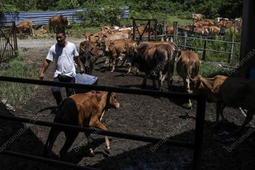 LEMBU KORBAN