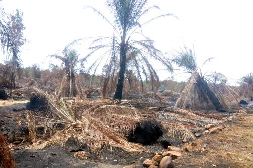 SAWIT TERBAKAR