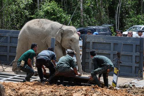GAJAH LIAR