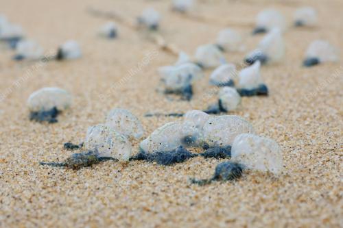 PORTUGUESE MAN OF WAR