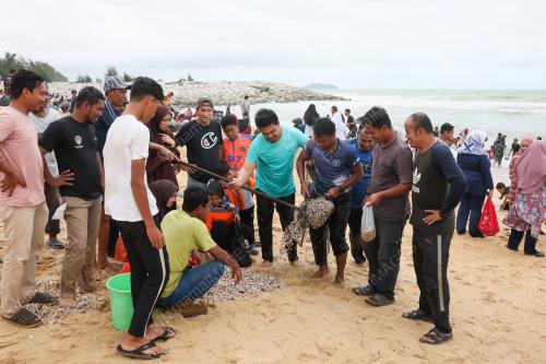KERANG TERDAMPAR DI PANTAI