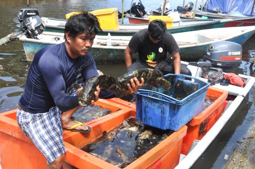IKAN HIBRID