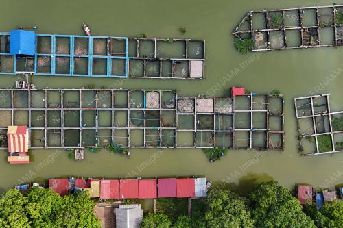 IKAN BAUNG MATI