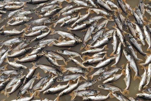 IKAN AIR TAWAR MATI