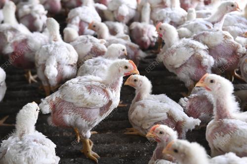 PENTERNAK AYAM