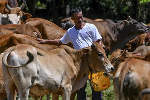 LEMBU KORBAN