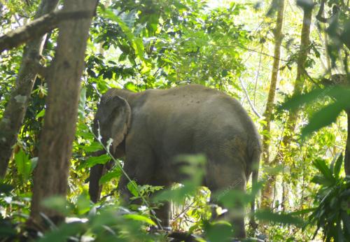 GAJAH LIAR JANTAN