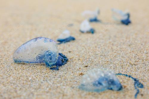 PORTUGUESE MAN OF WAR