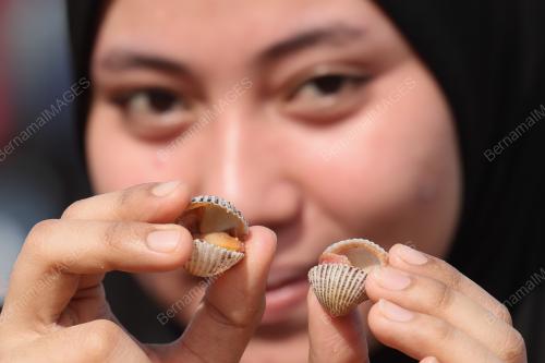 KERANG TERDAMPAR DI PANTAI