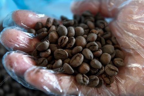 USAHAWAN KOPI TOKKIKITER