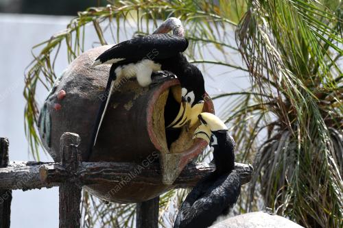 BURUNG LILIN