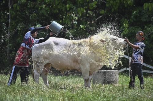 LEMBU SADO