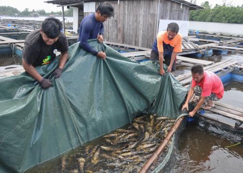 IKAN HIBRID