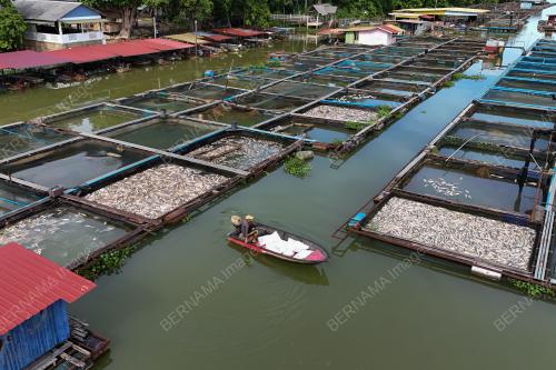 IKAN BAUNG MATI