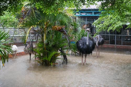 ZOO BANJIR