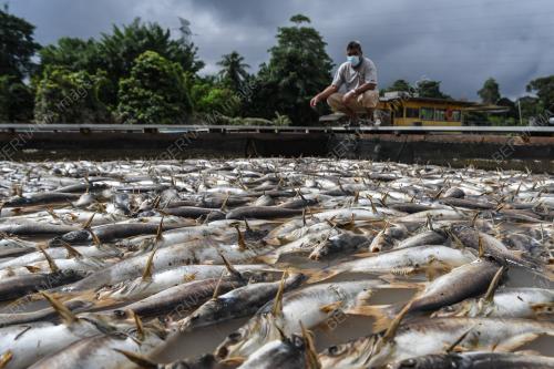 IKAN AIR TAWAR MATI