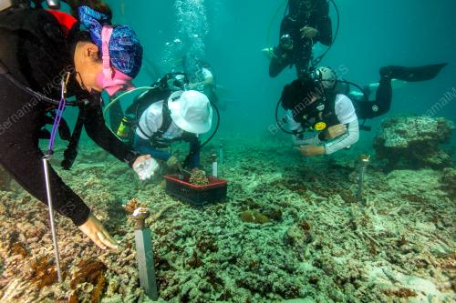 RESTORASI KARANG AQUARIA