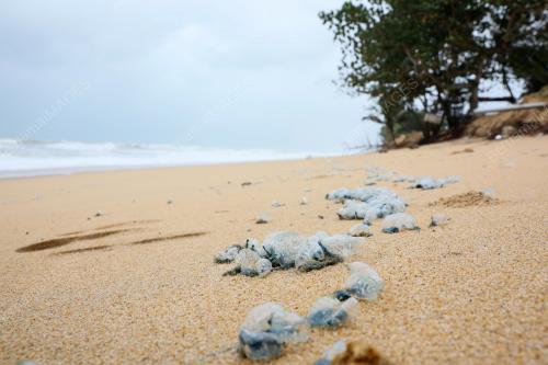 PORTUGUESE MAN OF WAR