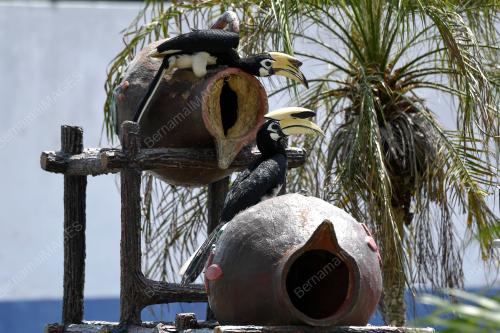 BURUNG LILIN