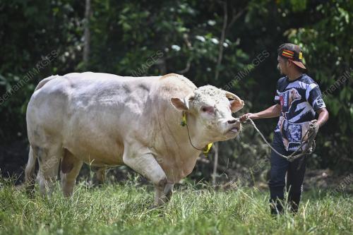 LEMBU SADO