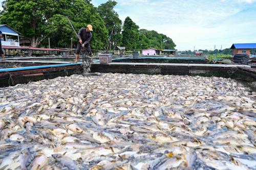 IKAN BAUNG MATI