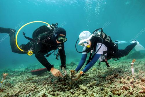 RESTORASI KARANG AQUARIA
