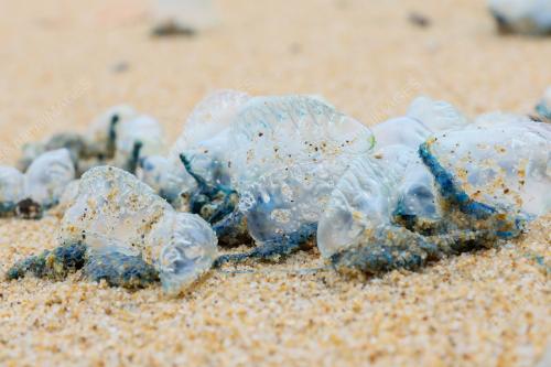 PORTUGUESE MAN OF WAR