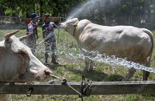 LEMBU SADO
