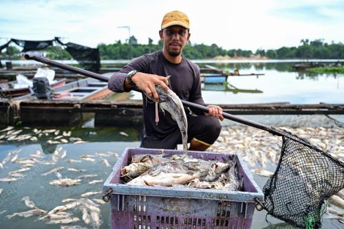 IKAN BAUNG MATI