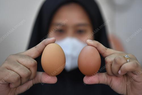 TELUR AYAM