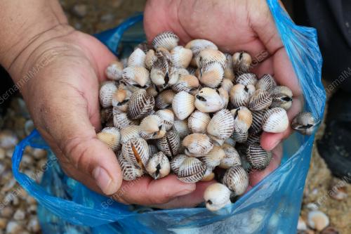 KERANG TERDAMPAR DI PANTAI