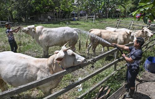 LEMBU SADO
