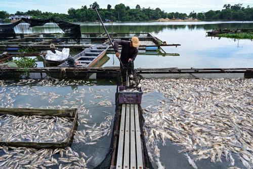 IKAN BAUNG MATI